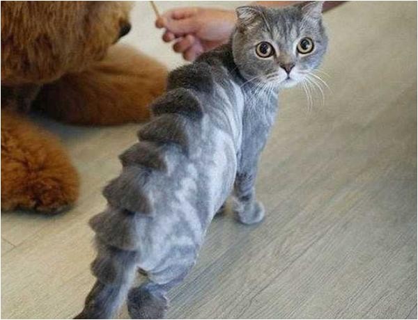 clip jobs top 10 weird and bizarre dog cat haircuts
