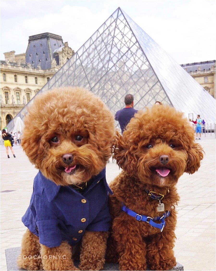 Pooch of NYC & Little Fred Tinkles wear their personalised leather collar from Sebastian Says