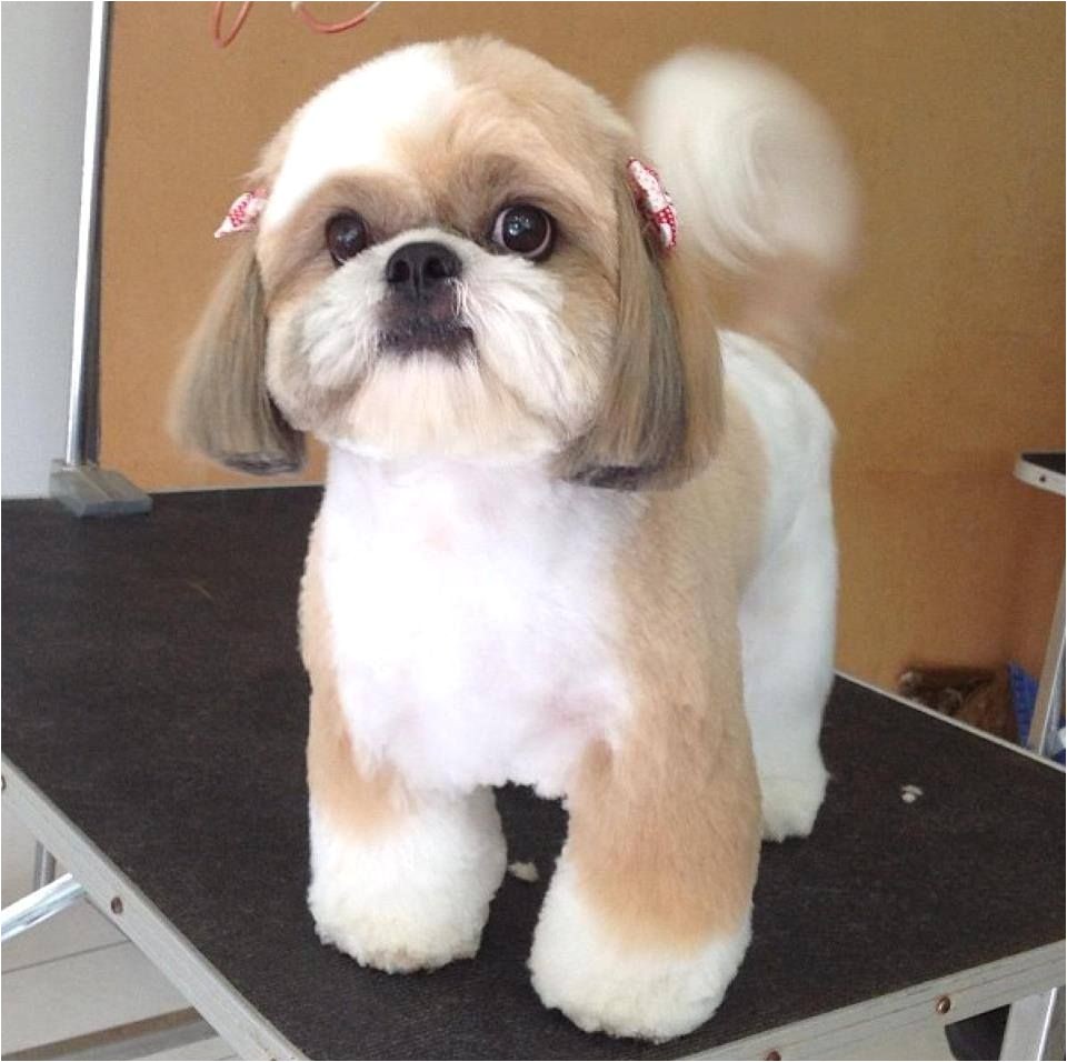 repinned Shih Tzu