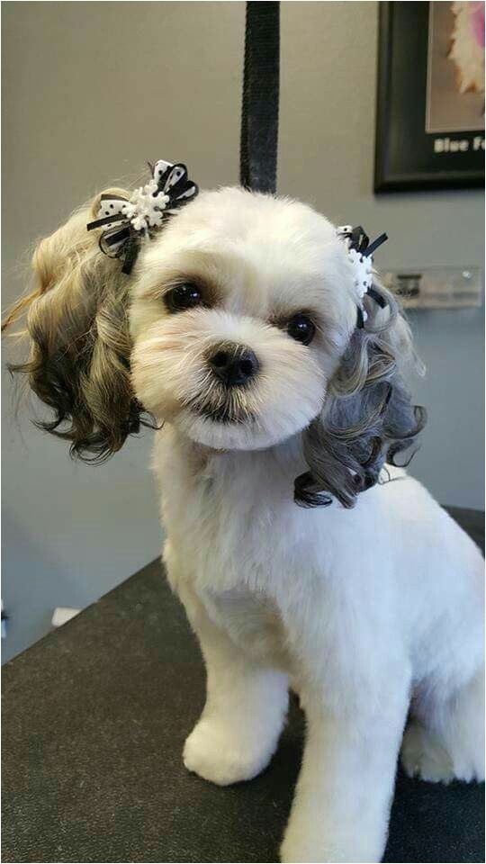 dog haircuts