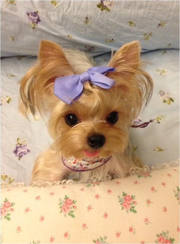 teacup yorkie