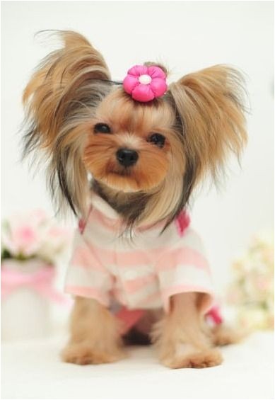 cute yorkie haircutstml