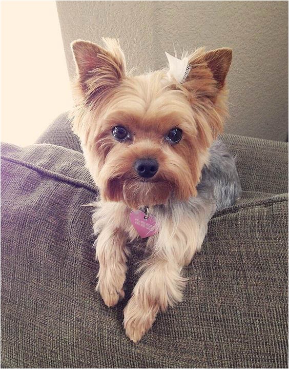 yorkie haircuts pictures