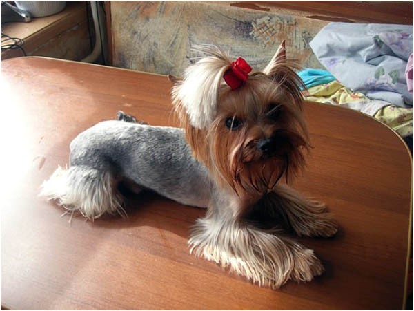 yorkie haircuts pictures