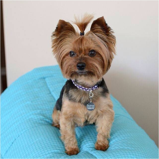 yorkie haircuts