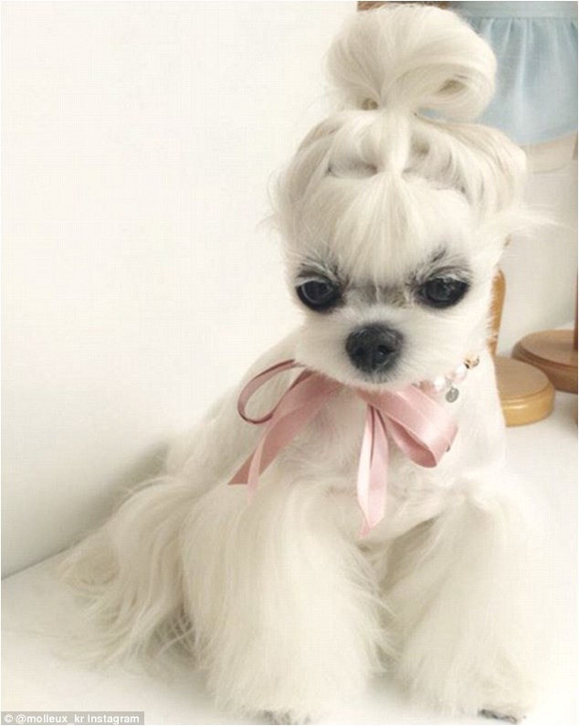 Adorable maltese pup models cute clothes accessories