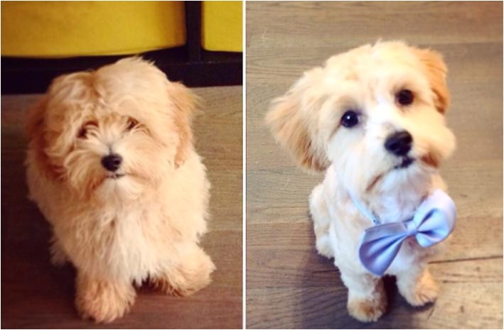 these pets look adorable in their new haircuts