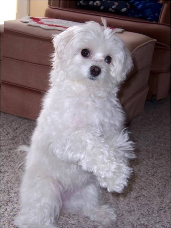 cute maltese haircuts