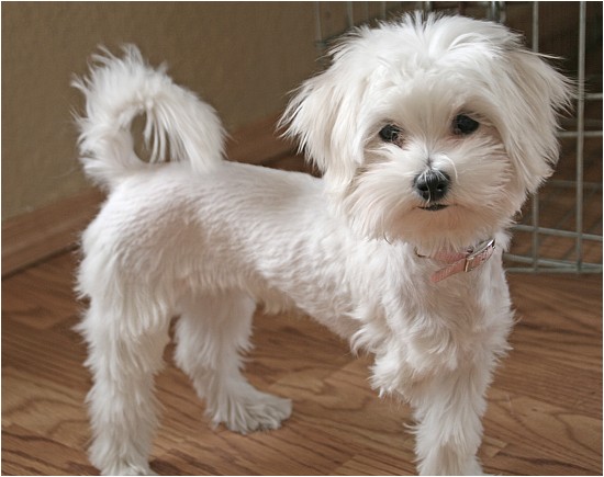 cute maltipoo haircuts