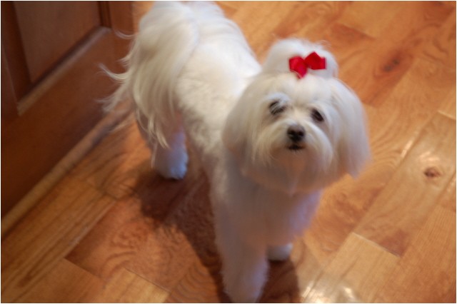 morkie hair styles platinumofficellc cute maltese