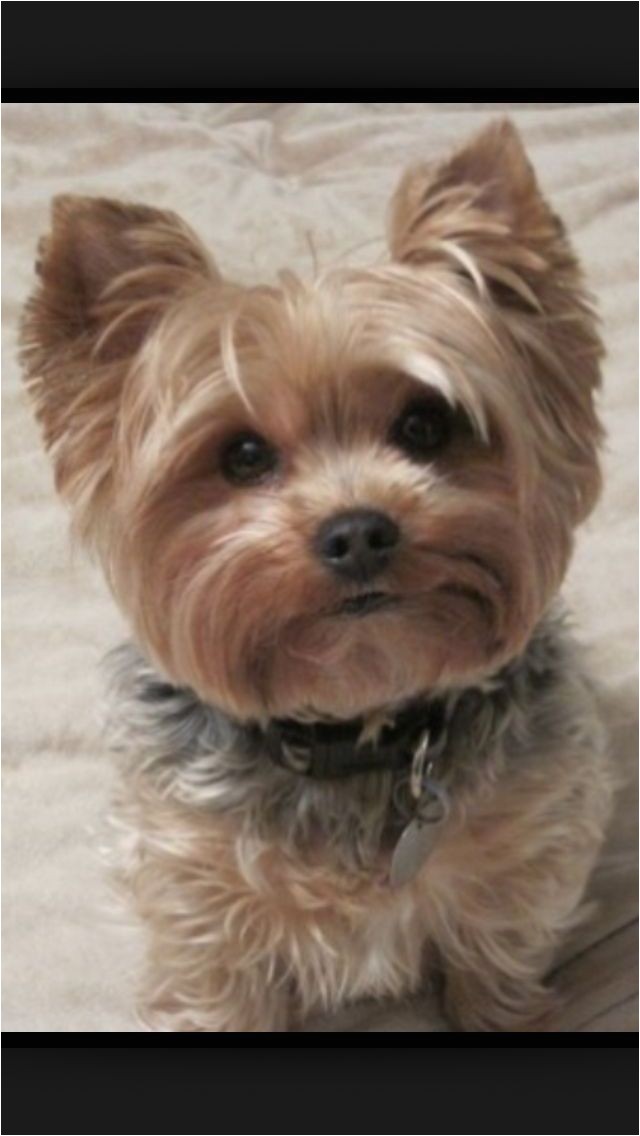 cute short yorkie haircuts