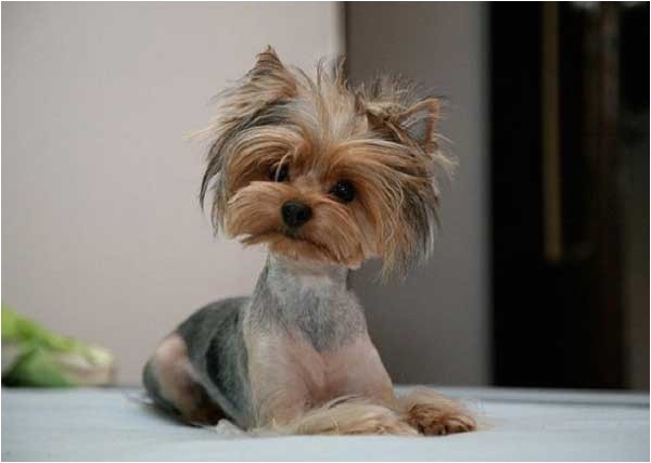 cute yorkie haircuts