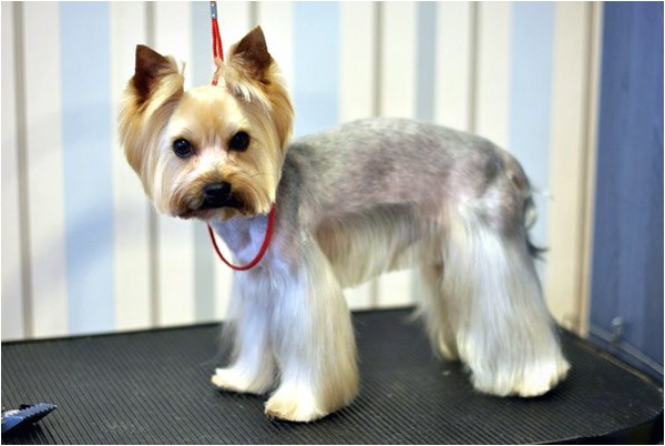 yorkie haircuts pictures