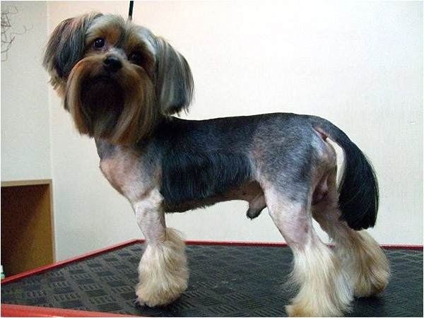 yorkie haircuts pictures