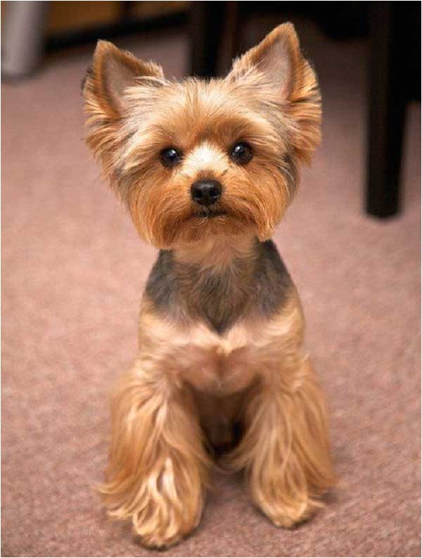 yorkie haircuts