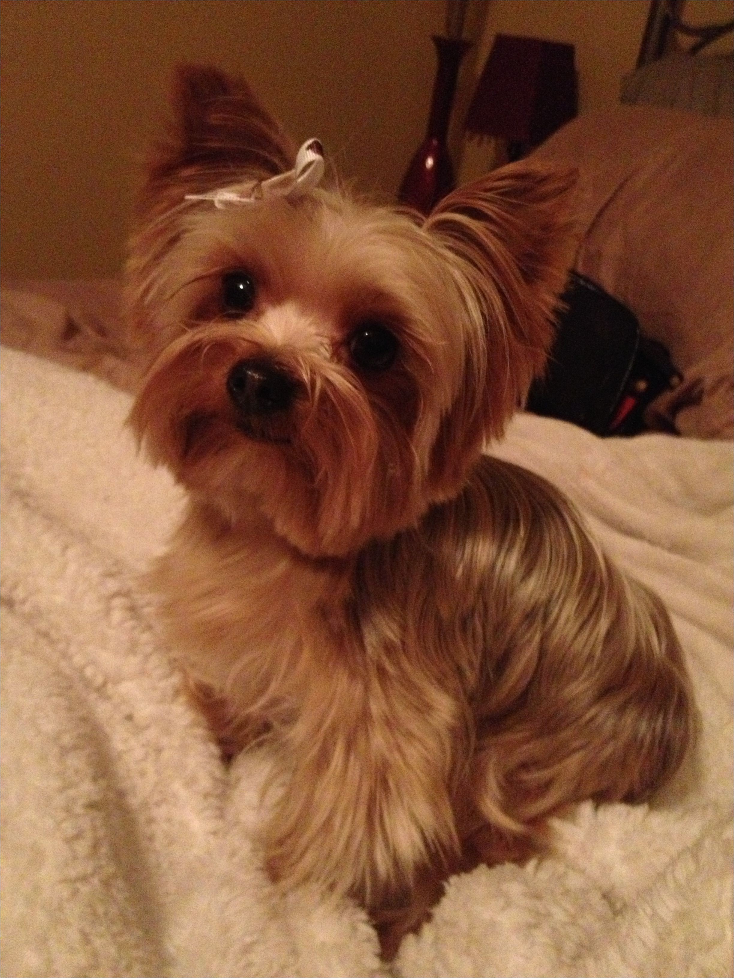 cute yorkie photos haircuts