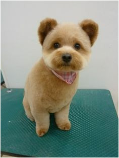 I love how his little tounge is poking out Pomeranian Haircut Shaved Pomeranian