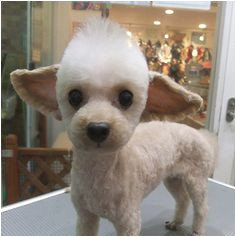 Yoda Toy poodle Kind of looks like Dew when he was a puppy · Dog Grooming