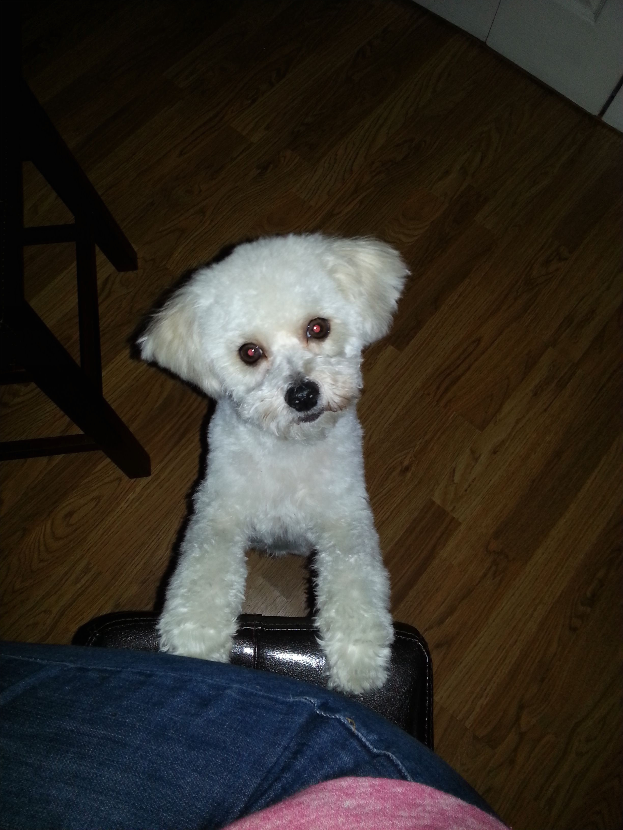 Charlie s new Haircut love the ears Maltipoo Maltepoo Maltese Poodle mix