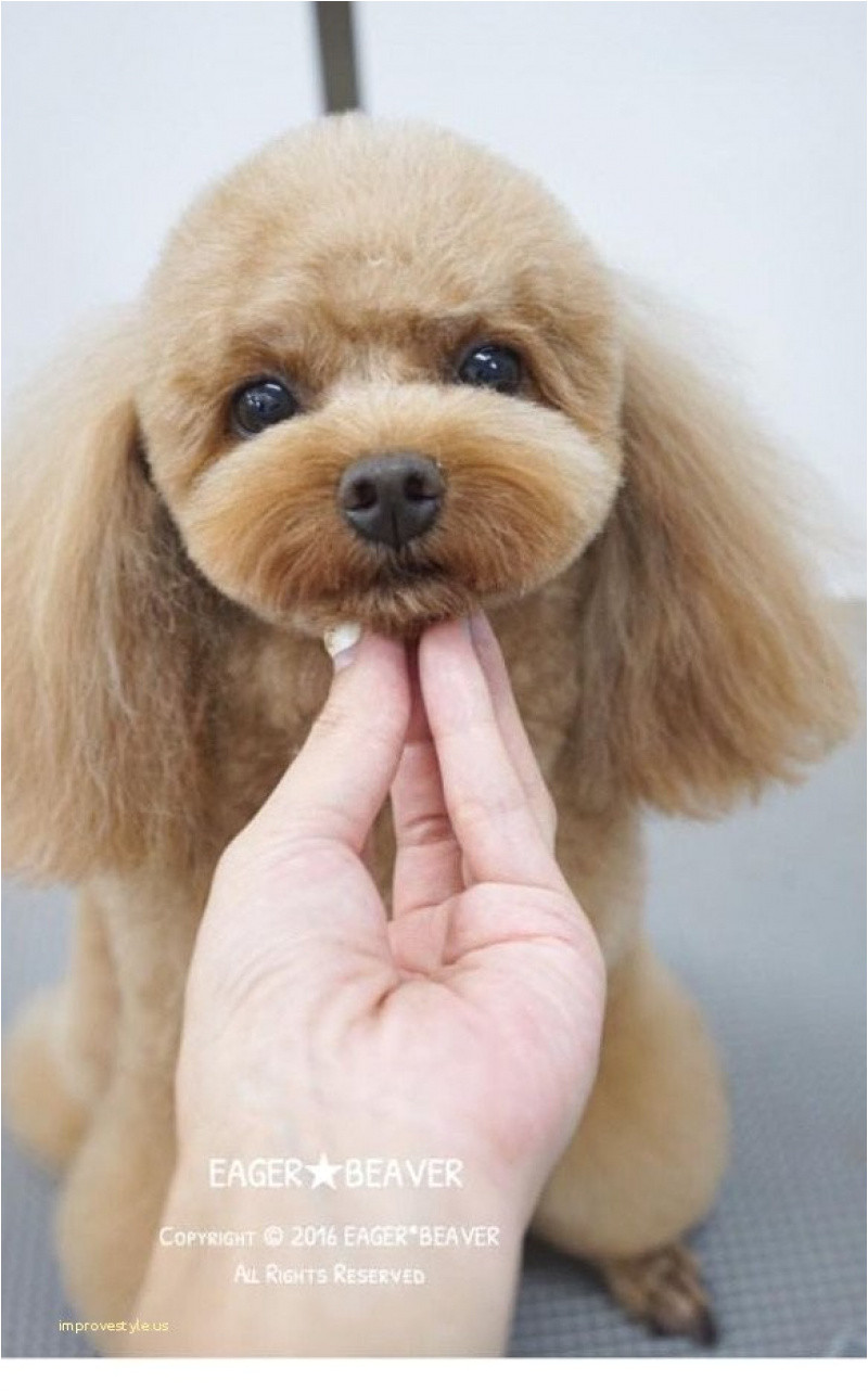 Poodle Puppy Haircuts Awesome Poodle Haircut 0d – Amazing Hairstyles