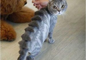 Cute Cat Hairstyles Clip Jobs the top 10 Weird and Bizarre Dog & Cat Haircuts