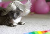 Cute Cat Hairstyles Cool Cats Haircuts