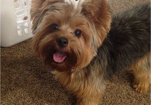 Cute Yorkie Hairstyles Cute Hairstyles Best Cute Yorkie Hairstyles Cute