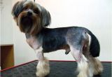 Cute Yorkie Hairstyles Explore Yorkie Haircuts and Select the Best Style