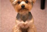 Cute Yorkie Hairstyles Yorkie Haircuts 100 Yorkshire Terrier Hairstyles