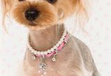 Cute Yorkie Hairstyles Yorkie Haircuts 100 Yorkshire Terrier Hairstyles