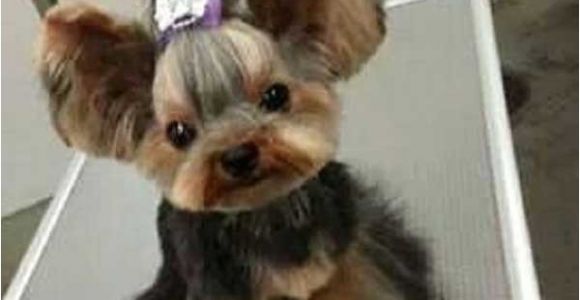 Cute Yorkie Hairstyles Yorkie Haircuts 100 Yorkshire Terrier Hairstyles