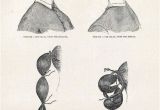 Elegant Victorian Hairstyles Easy Victorian Bun Pictorial Hair