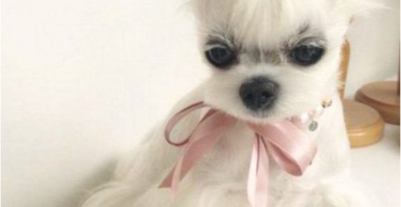 Haircuts for Dogs 15 Very Interesting and Funny Dog Haircuts Dogs