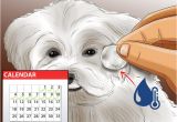 Haircuts for Dogs 3 Ways to Groom Maltese Dogs Wikihow