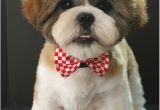 Haircuts for Dogs Dogs Perfect Paws Grooming Salon tovi Haircut Ideas